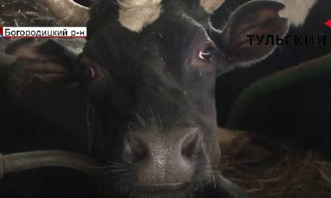 Грозит ли Тульской области дефицит молока. РЕПОРТАЖ