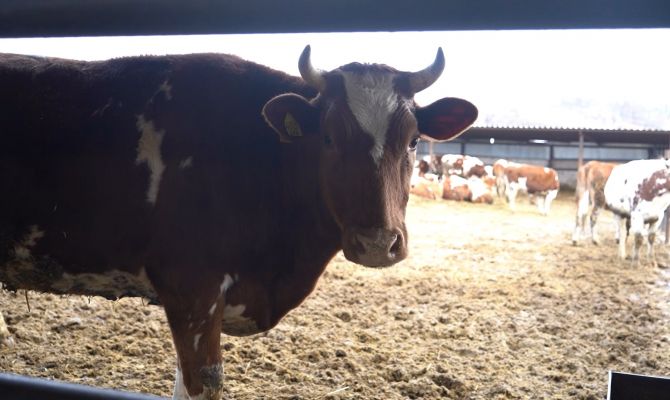 Тульские фермеры перечислили факторы, влияющие на качество молока