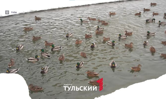 В Туле фиксируют аномальный прирост уток