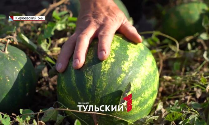 Дачник под Тулой смог вырастить плантацию арбузов без удобрений и полива