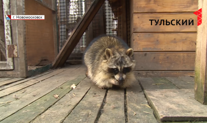 В Тульской области еноты едят витаминки, аисты вьют гнезда 