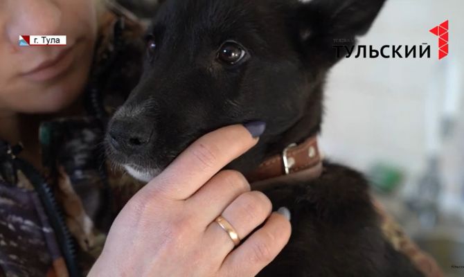 Туляки могут спасти жизнь четвероногим друзьям