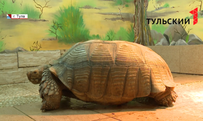 Туляки могут увидеть шпороносную черепаху и синехохлых турако