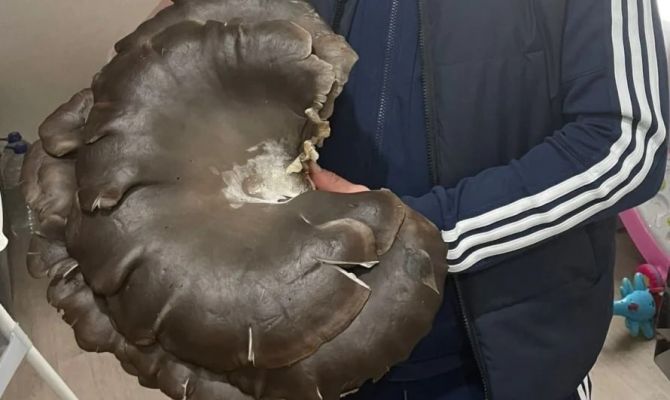 В лесу под Алексином нашли вешенку весом три килограмма 