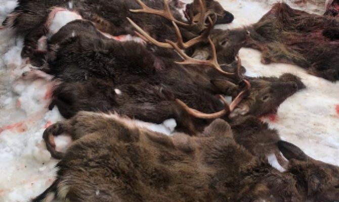 В Тульской области охотничье хозяйство продавало непроверенное мясо косуль и благородных оленей