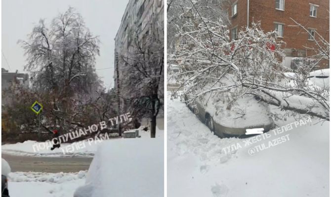 В Туле под тяжестью снега два дерева рухнули на автомобили