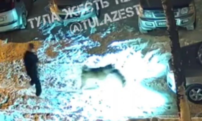 18+: в Суворове собака напала на сородича