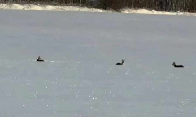 В Тульской области стартовал зимний учет лосей и косуль