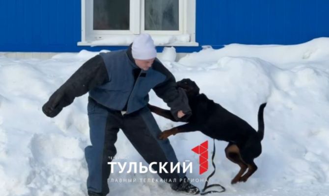 Напала стая собак: тулякам рассказали, что делать