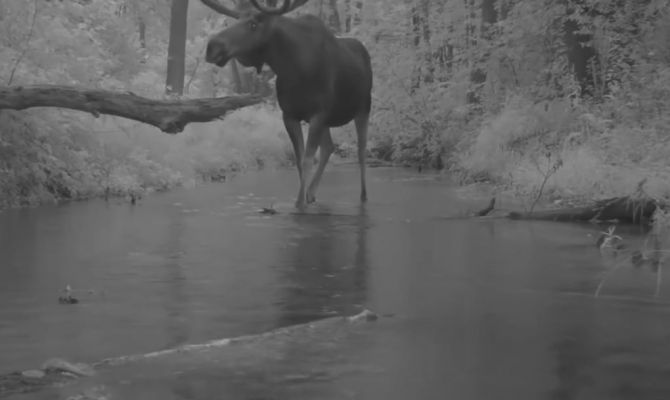 Более 170 животных сбили на дорогах Тульской области в 2025 году