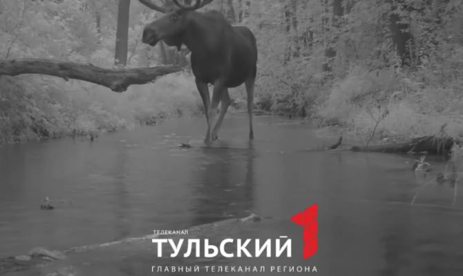 За сбитого лося в Тульской области перевозчика оштрафовали на 80 000 рублей