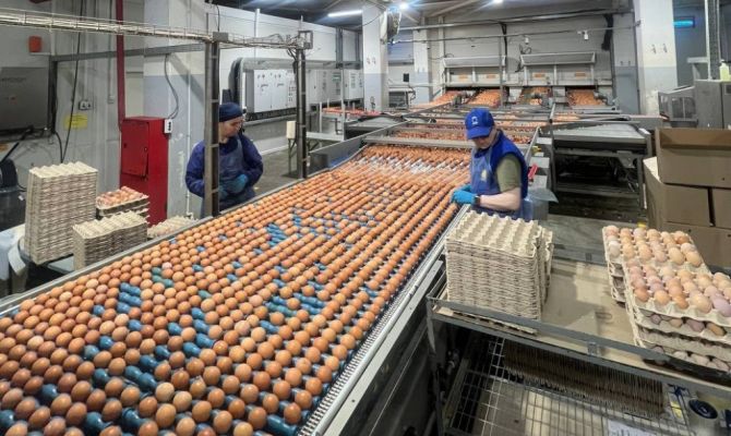 До 700 млн яиц в год выросла производительность тульской птицефабрики