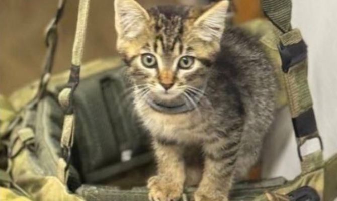 Котенка с пулевым ранением вылечили бойцы из Тулы в зоне СВО