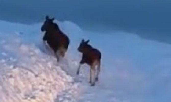 Двух лосей засняли в Заокском районе Тульской области