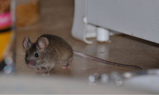 Назвали гуманный способ убивать мышей