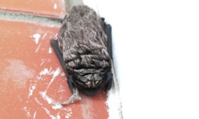 В Туле на балконе квартиры поселилась летучая мышь