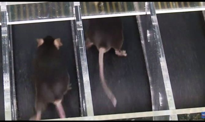 Грызуны на беговой дорожке провели важный эксперимент 