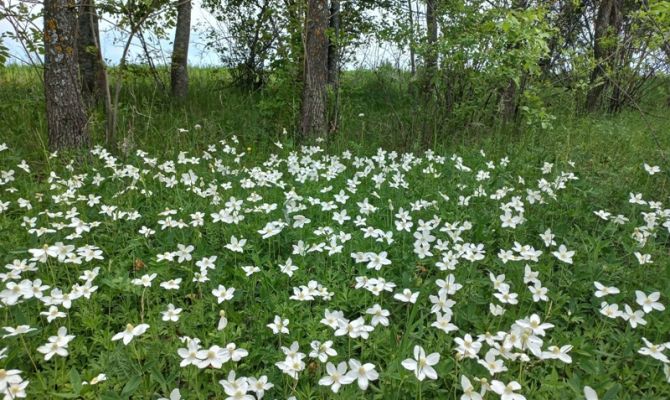 В Тульской области обнаружили растения из Красной книги