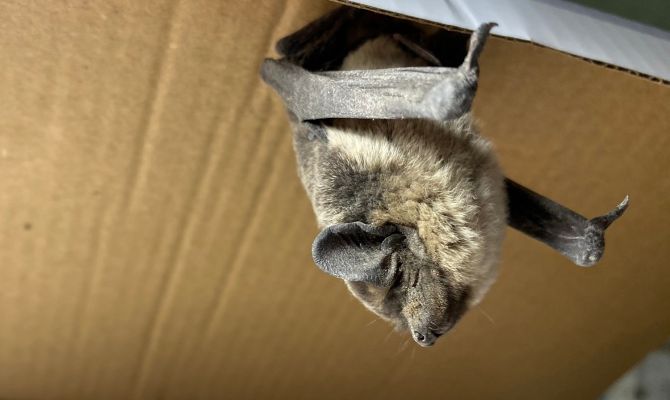 Жители Тульской области нашли в своих домах еще двух летучих мышей