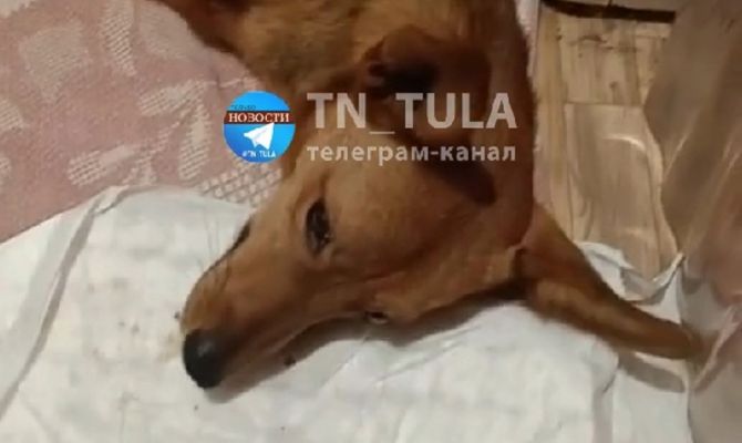 В Туле подросток выбросил собаку с балкона 5 этажа