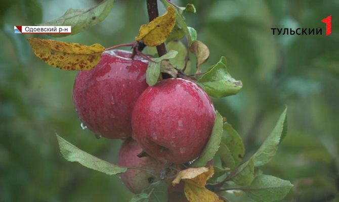 Фермеры бьют тревогу: из-за непогоды в Тульской области может сократиться урожай яблок
