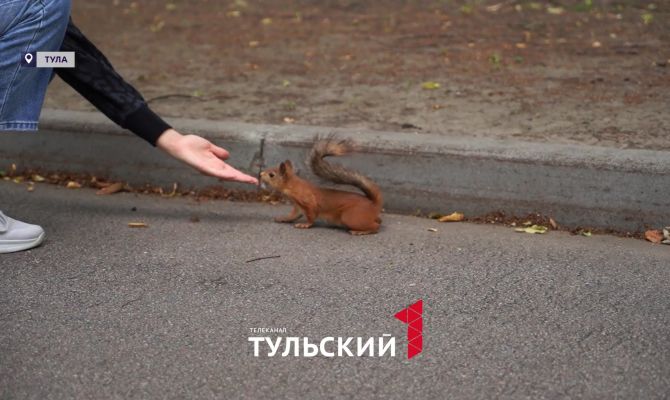 Туляков предупредили о смертельной опасности кормления белок в парке