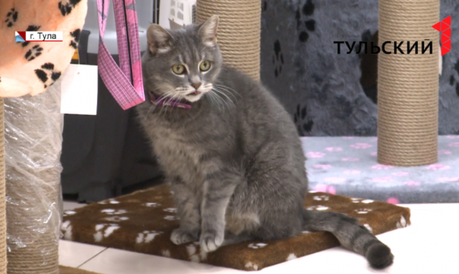 Опасный Новый Год: как тулякам защитить домашних животных