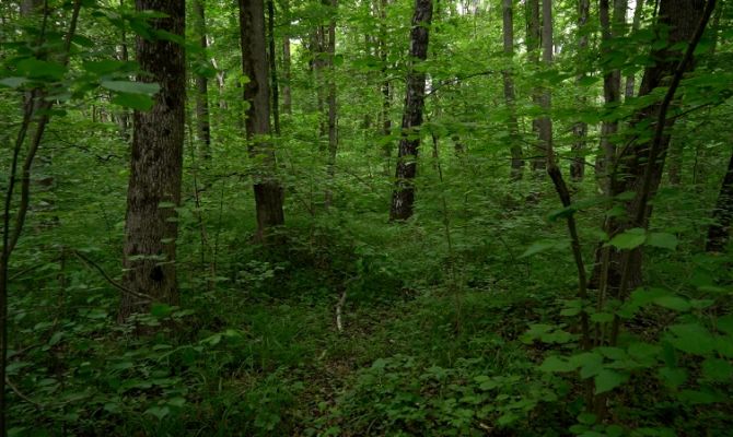 В Тульской области обнаружен цветок времен динозавров