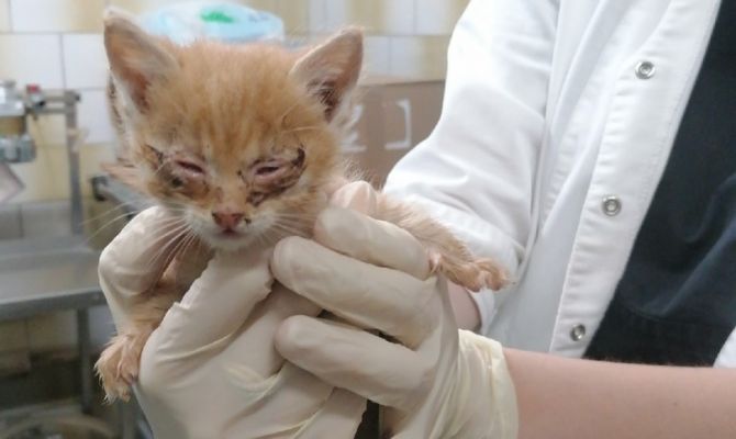 Супернаглость: в Туле "Любимцу" средь бела дня подкинули больного котенка