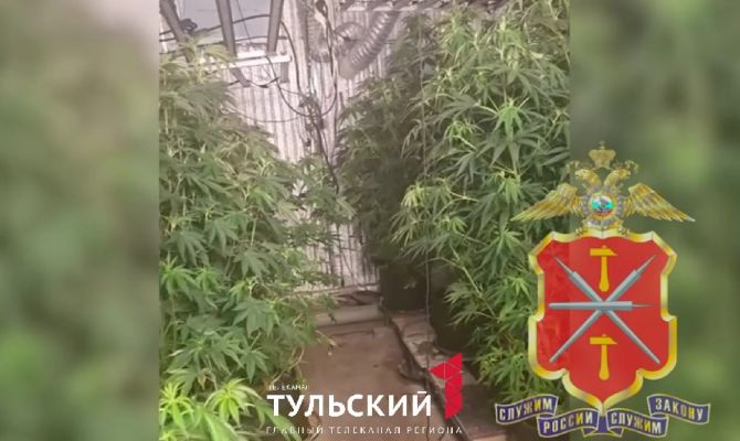53-летний туляк создал лабораторию по изготовлению марихуаны