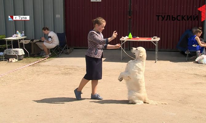 Корги и мопсы, овчарки, русские борзые, акиты: как прошел чемпионат по хендлингу в Туле