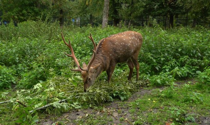 7 килограммов в день: чем питаются животные зооуголка тульского Центрального парка зимой