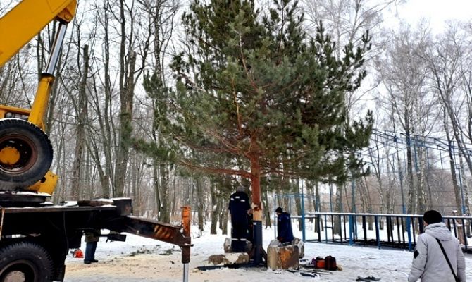 Жители Узловой возмутились установкой живой сосны