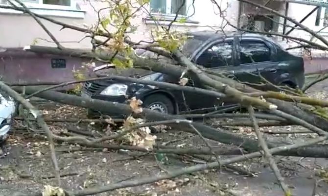 В Туле из-за сильного ветра дерево рухнуло на машины