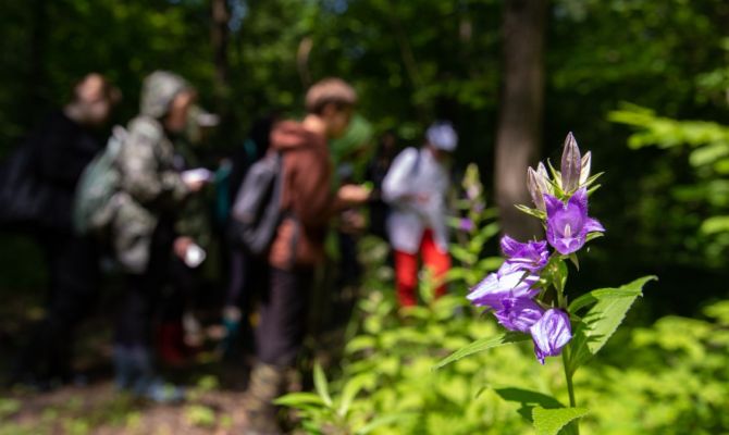 Туляки смогут поучаствовать в поисках первоцветов