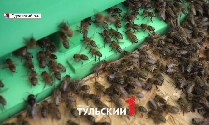 Тульские пасечники дали прогноз на урожай меда в этом сезоне