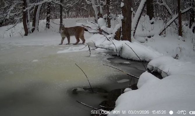 Рысь заметили у бобровой плотины на границе Тульской области