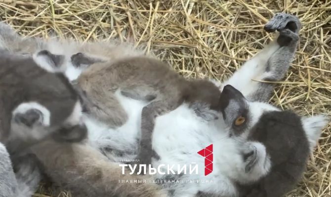 В Тульском экзотариуме родили два кошачьих лемура