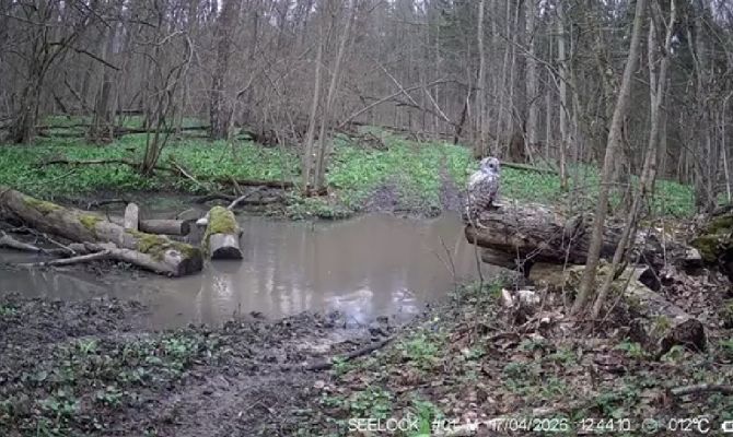 На границе Тульской области заметили сову