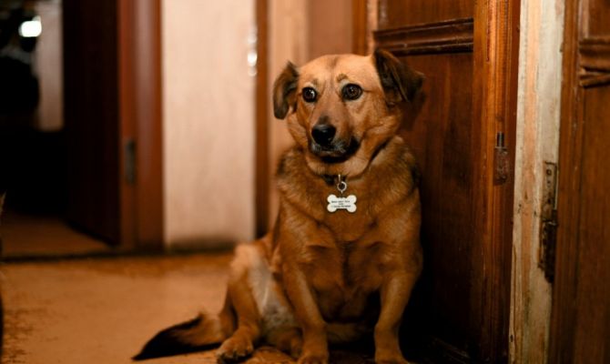 Юных туляков приглашают подобрать скафандры для животных–космонавтов