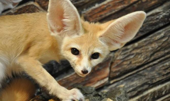 Тропики среди зимы: как будет работать тульский экзотариум в новогодние каникулы