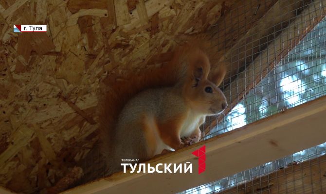 Все это время вы кормили белок неправильно: зоозащитники развеяли многолетние заблуждения