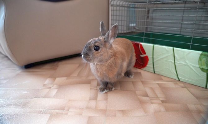 В успех не верил никто: юная дрессировщица кроликов из Тулы попала в Книгу рекордов России