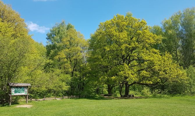 200-летний дуб из Тульской области вошел в реестр старовозрастных деревьев России