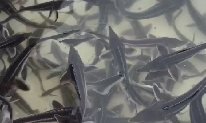 В Оку под Тулой выпустили около 70 тысяч мальков стерляди