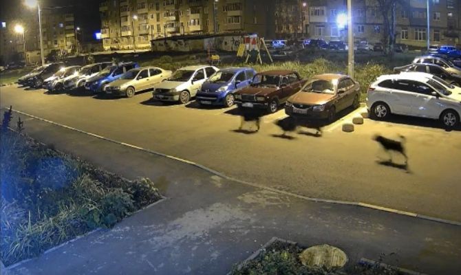18+: В Новомосковске бездомные собаки напали на своего сородича