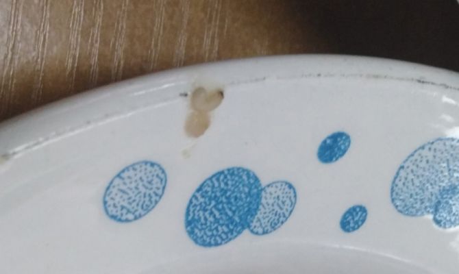 Школьник из Новомосковска обнаружил в своей тарелке опарыша