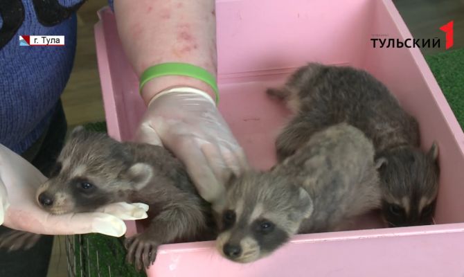 Туляки могут выбрать имена для маленьких енотов