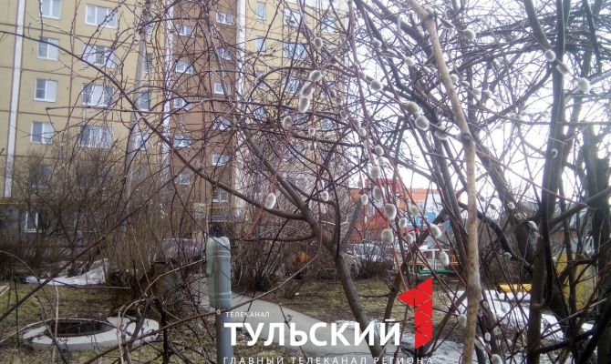 В Туле в середине марта зацвела верба и набухли почки на сирени