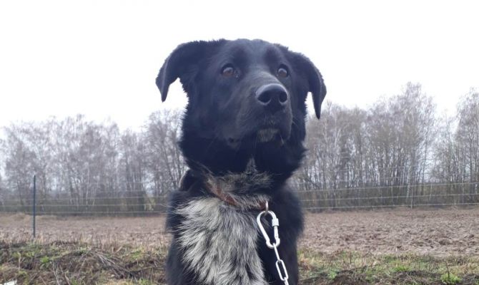 В Тульской области семейная пара расстреляла бездомную собаку (18+)